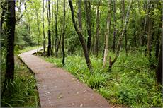 POLYboardwalk™ GRP Wood Effect Boardwalks