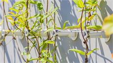 GREENCABLE®: the sustainable facade greenery